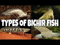 Types Of Bichir Fish