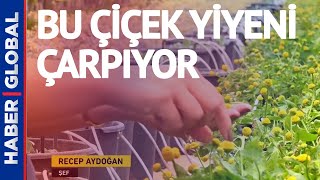 Bu Çiçek Yiyeni Çarpıyor! Antalya'dan Tüm Dünyaya İhraç Ediliyor