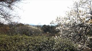 preview picture of video 'A GLIMPSE of MT.  FUJI from KOMURO YAMA PARK - PT1 -   12 APR 2012 - HD1080P'