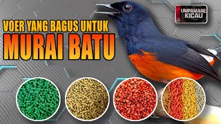 Download lagu KEBUTUHANNYA BERBEDA‼️PEMILIHAN VOER YANG TEPAT UNTUK MENDONGKRAK PERFORMA MURAI BATU mp3