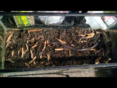 Dermophis mexicanus husbandry, Mexican burrowing caecilian care #caecilian #husbandry