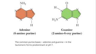 Nucleic Acids