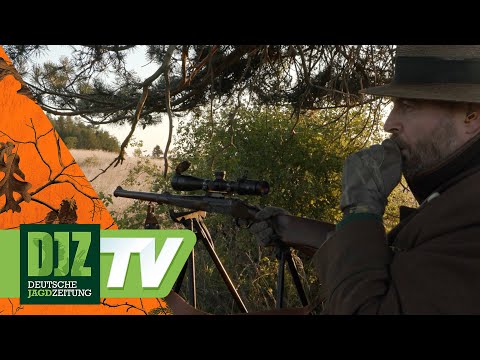 Leaf hunting in the Czech Republic – PareyGo Classics