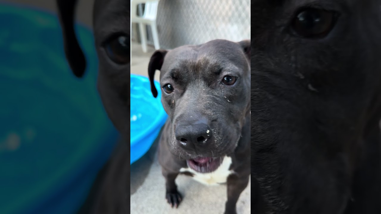 Tamaki, a ADOPTABLE Pit Bull Terrier in Chicago, IL video 5/5