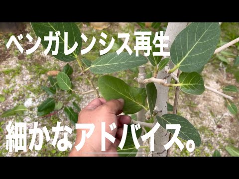 ラズベリーブッシュのケアはどのように始まりますか？どのくらいの頻度で水やりをすればよいでしょうか？剪定の時期と方法は？  庭園