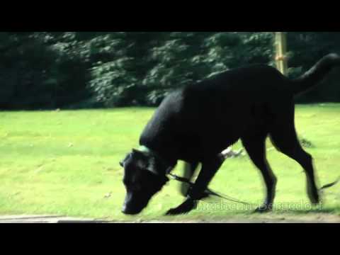 Ca de Bestia Tierheim Bergedorf.mp4