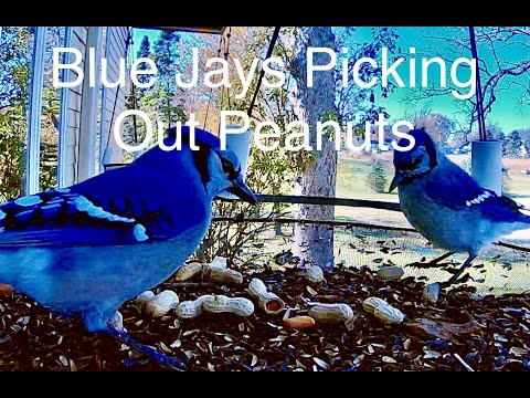 Blue Jays Picking Out Peanuts | My Backyard Friends
