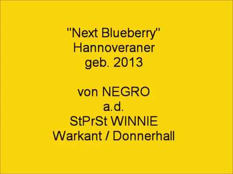 Hannoveraner Wallach v.NEGRO x Warkant / Donnerhall - FOR SALE !