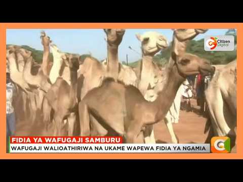 Wafugaji walioathiriwa na ukame wapewa fidia ya ngamia Samburu