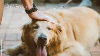 Dog Vaccinations - How To Choose The Right Animal Hospital
