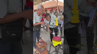 Download lagu Beauty Contest Pleci Josterops Indonesia mp3