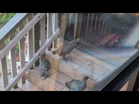 turbo chooks outside the lounge window #countryliving #tasmania