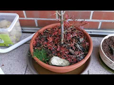 #6 Der Sommer ist vorbei bei den Bonsai (Ahorn, Esche, Buche und Co.) 31.10.2020