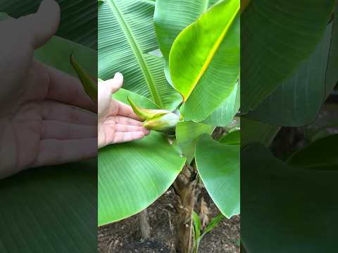 Is Your Banana Tree About to Flower? Here’s How to Tell! 🌱🍌 #gardening #tropicalplants #banana