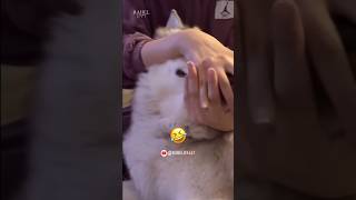 JISOO &#39;Flower&#39; Challenge by Husky 🤣 This is funny 😂 #husky #flowerchallenge