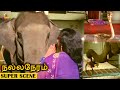 Superhit Scene Ramu Elephant Vs Snake Fight Scene Nalla Neram M G R K R Vijaya Nagesh IFB