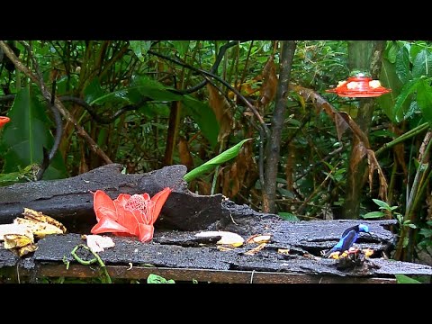 A male Red-legged Honeycreeper Dines At The Panama Fruit Feeder, And He's Not Alone – June 28, 2020