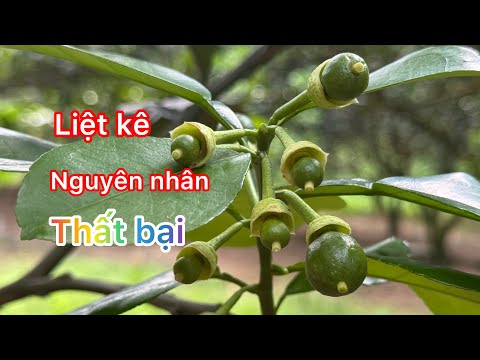 Nguyên nhân thất bại khi làm bông bưởi TẾT