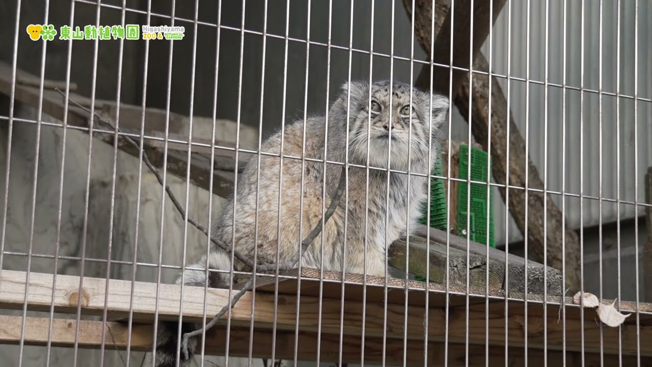 【東山動植物園公式】ハニーの朝《 マヌルネコ 》