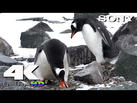 4K Ultra HD | SONY UHD Demo: Arctic Animals