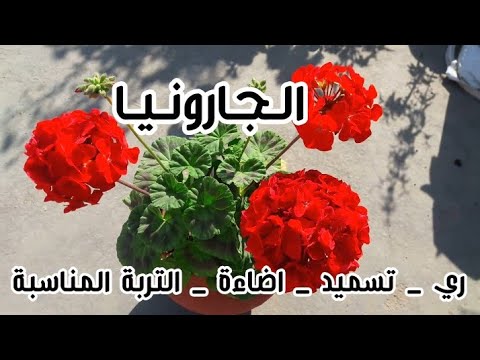 , title : 'كل ما تريد معرفته عن نبات الجارونيا من ري و تسميد و اضاءة و التربة المناسبة'