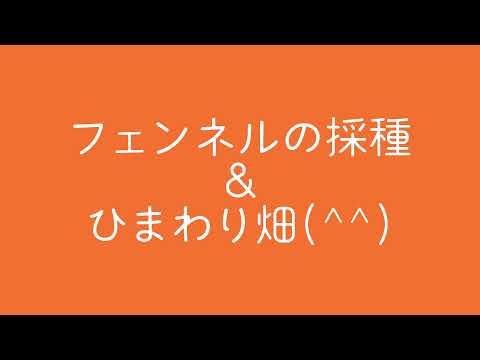 スパイス入りフェンネル 植物