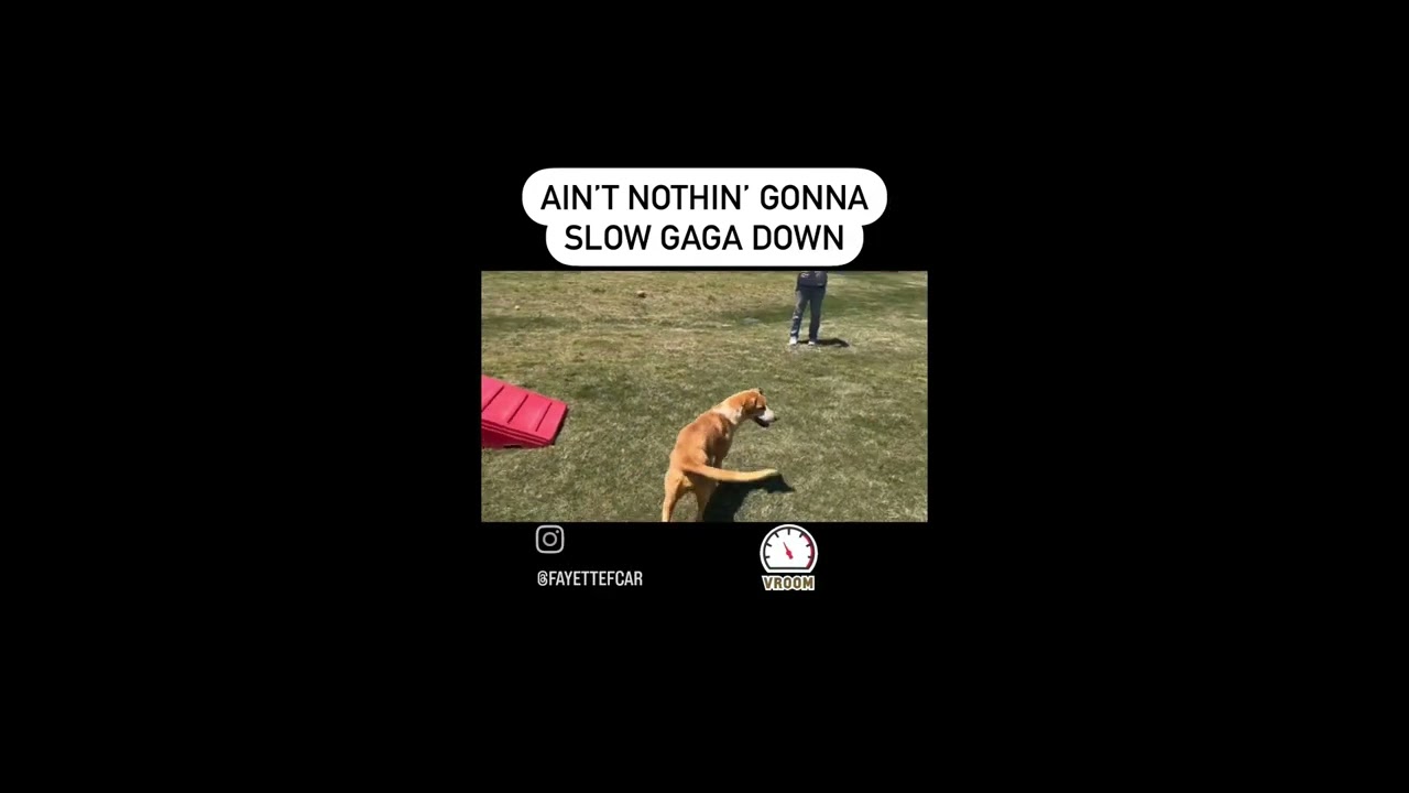 Enlarge Gaga, a Adoptable mixed breed in Rossville, TN video 6/6