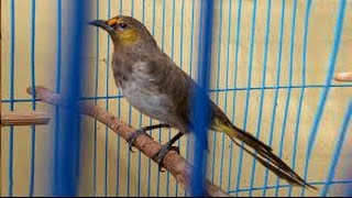 Gambar Hmongbuy Net Ciri Burung Cucak Wilis Jantan Betina Top