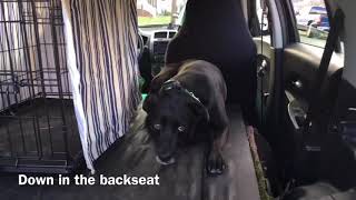 How to have a calm dog in the car
