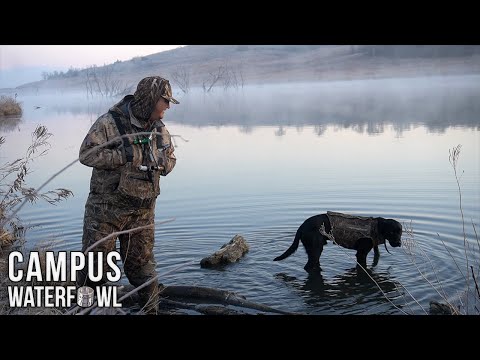Duck Hunting with a College Dog (COLD MORNING)