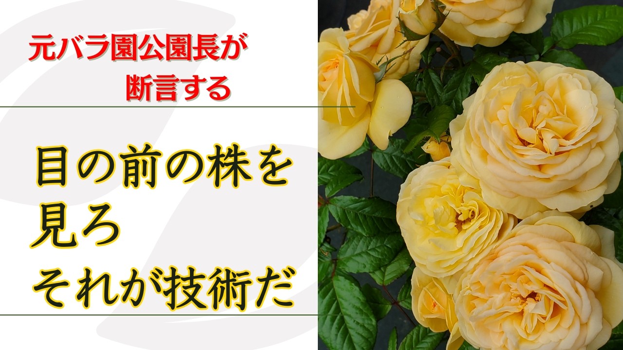 元バラ園公園長が断言する　目の前の株を見ろ それが技術だ