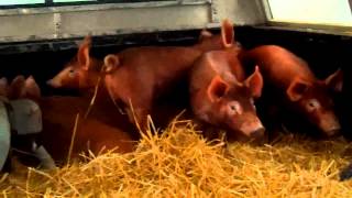 preview picture of video 'New Tamworth pigs at our farm'