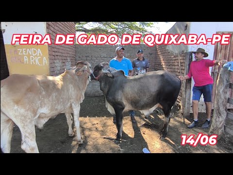 Feira de gado de Quixaba-PE (14/06/26)