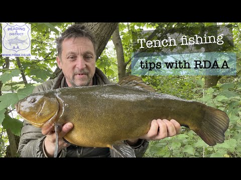 Tench fishing tips with Reading & District Angling Association (RDAA)