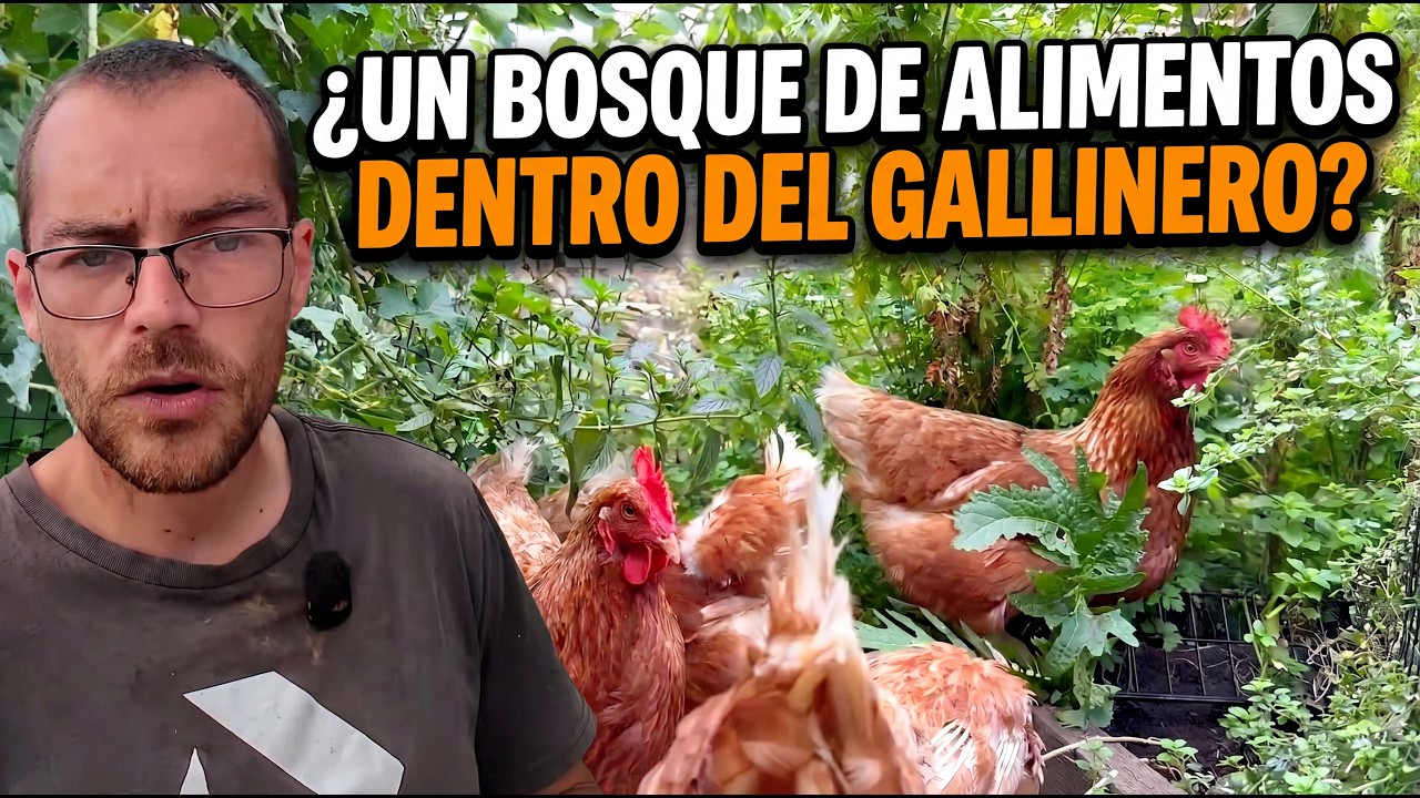 Este GALLINERO combina la producción de HUEVOS con la de FRUTAS y VERDURAS.