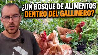 Este GALLINERO combina la producción de HUEVOS con la de FRUTAS y VERDURAS. MQDEFAULT Thumbnail