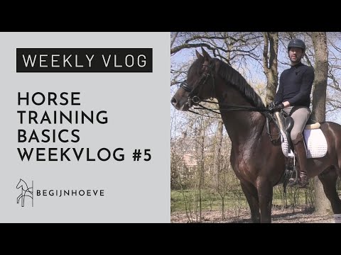 Help! How to name our horse? | Begijnhoeve | Weekvlog #5
