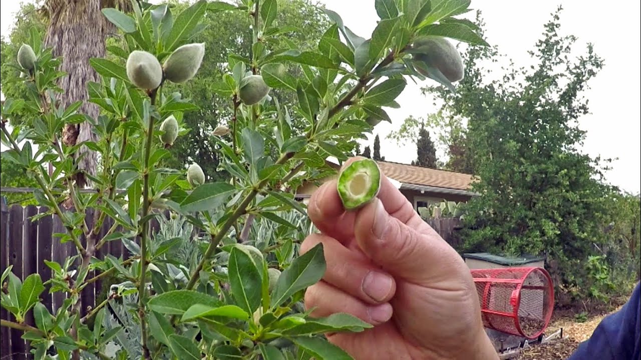 Yes, You Can Eat Green Almonds Fresh Off The Tree?!?