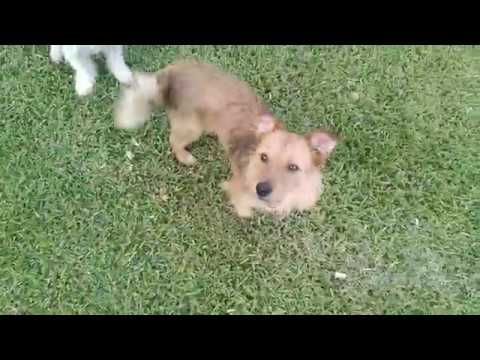 Jambalaya, an adopted Norfolk Terrier in San Antonio, TX_image-1