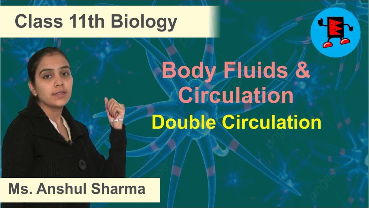 CBSE Class 11 Biology Body Fluids & Circulation Double Circulation |Extraminds