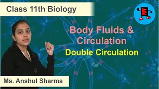 CBSE Class 11 Biology Body Fluids & Circulation Double Circulation |Extraminds