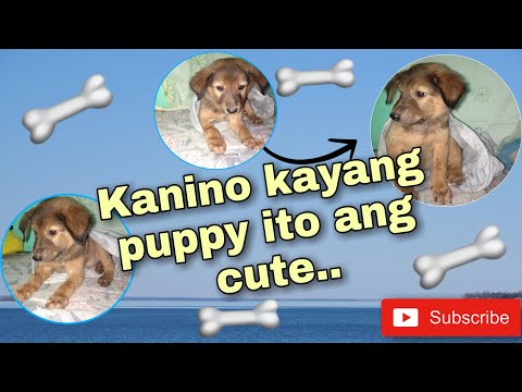 I FOUND A PUPPY || Real TAlk TV Lilibeth Vlogs