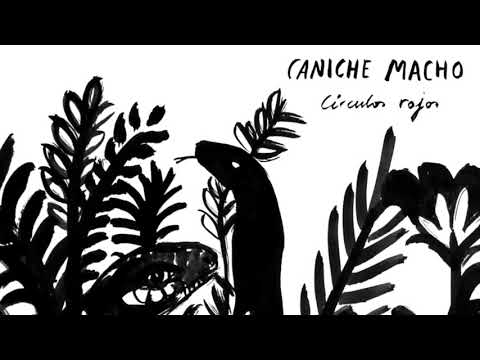 Caniche Macho - Círculos Rojos