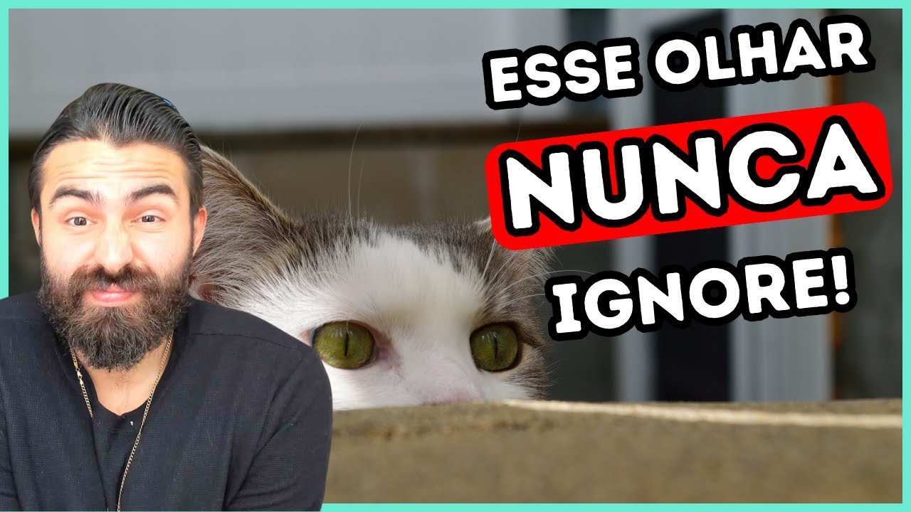 Por Que os Gatos Te Encaram? (SINAL DE ALERTA)
