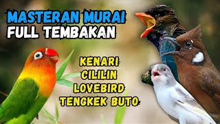 Download lagu Masteran Murai Tembakan Kenari, Cililin, Lovebird dan Tengkek Buto mp3 Download lagu Masteran Murai Tembakan Kenari, Cililin, Lovebird dan Tengkek Buto mp3