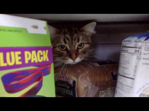 Cute Cat Kiki in: A little's days mischief