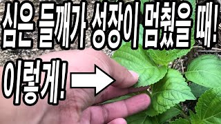 성장이 멈춘 들깨 이걸로 해결! 성장이 멈출 수밖에 없었던 이유!
