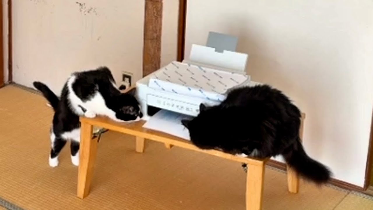 Curious Cats Discover the Printer.  プリンターが気になる猫たち