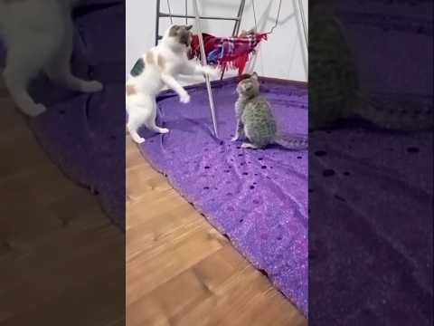 #cute #cat #catvideo #youtubeshorts 🐈🐈‍⬛😹
