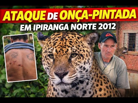 Ataque de onça-pintada em Ipiranga do Norte (Mato-Grosso)